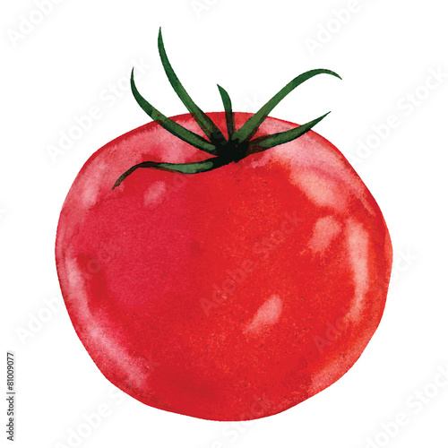 watercolor tomato