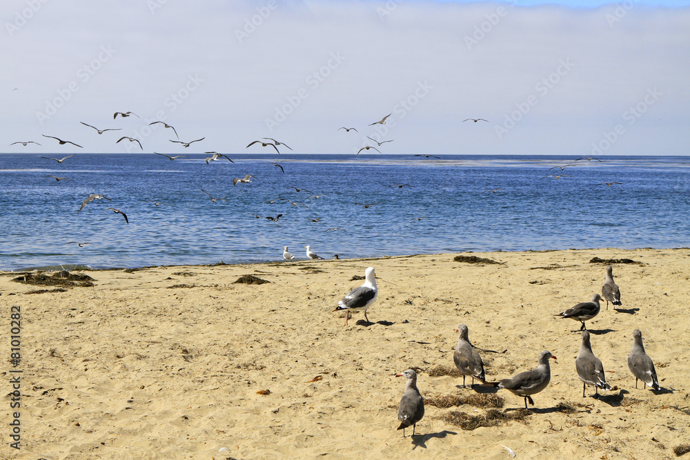 Fototapeta premium mouettes sur la côte californienne