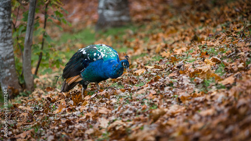 Peafowl in leaves searching for food