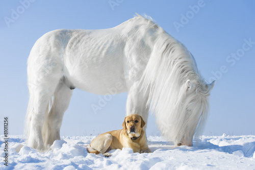 White horse and golden dog in winter