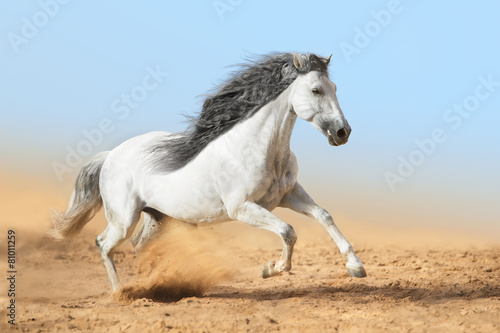 White horse runs in dust