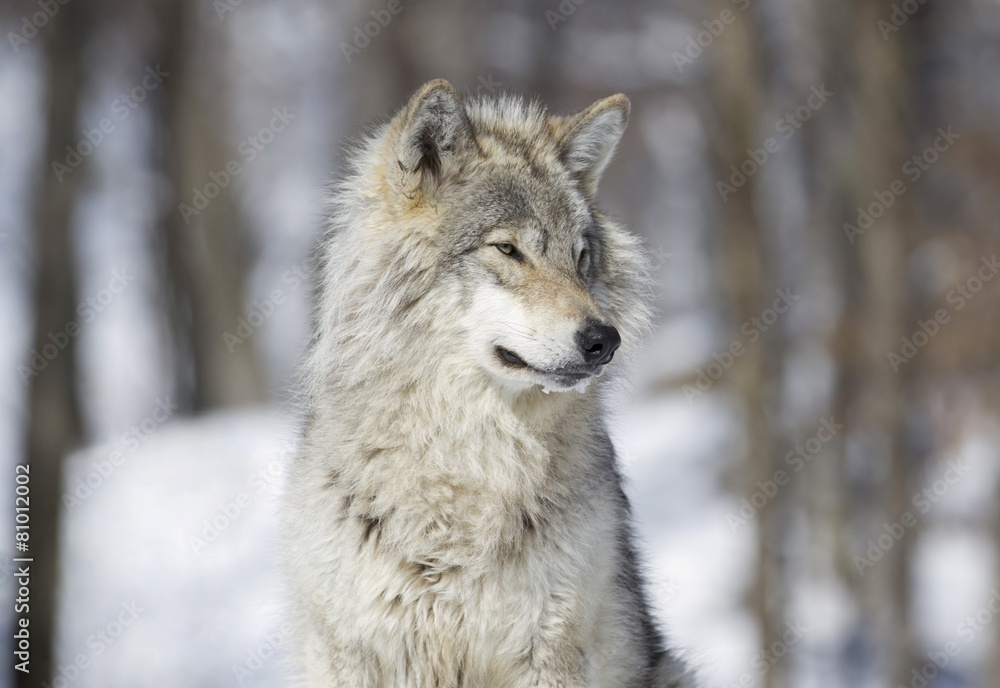 portrait d un loup gris portrait d un loup gris