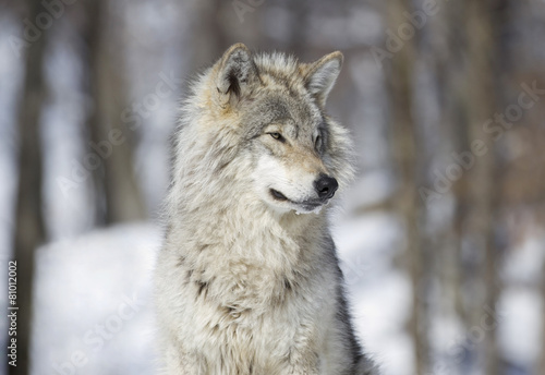 portrait d un loup gris