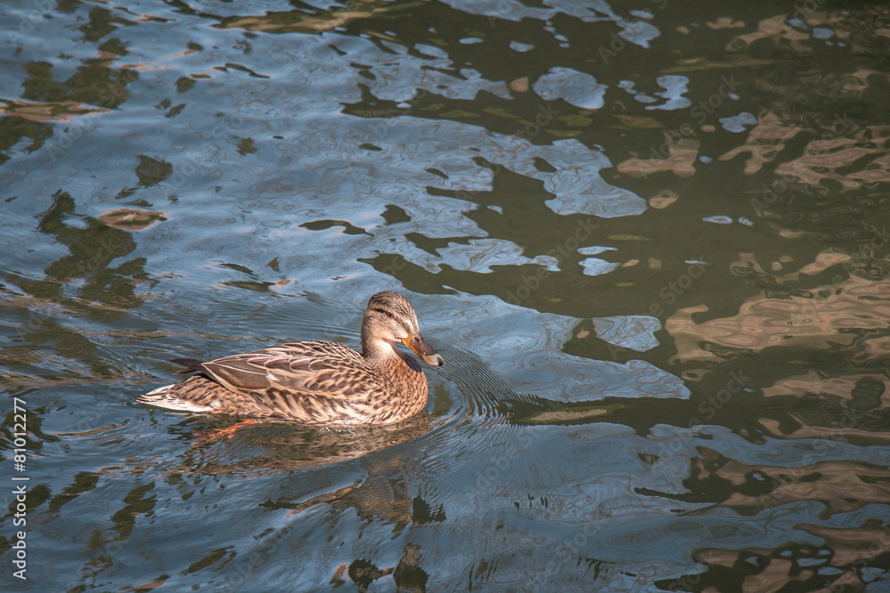 Female Mallard Duck swimming in the river with Sunlight shining Female Mallard Duck swimming in the river with Sunlight shining