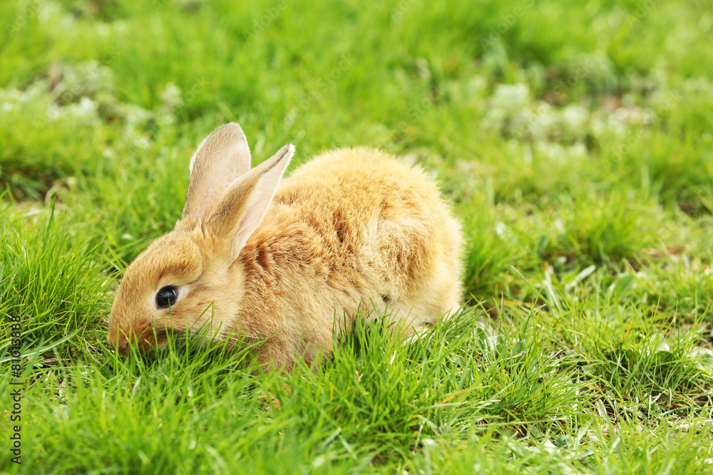 Little rabbit in grass close-up