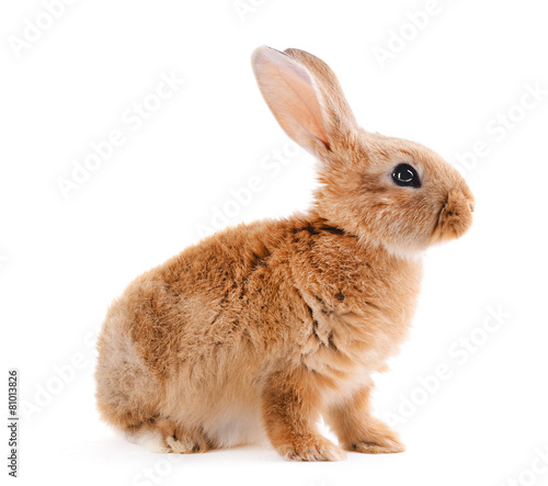 Little rabbit isolated on white