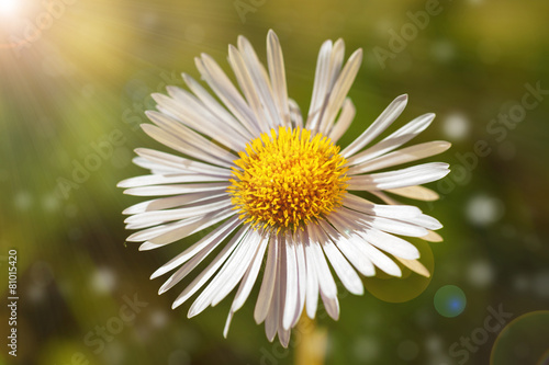 Single daisy flower on green bokeh background with sunshine.