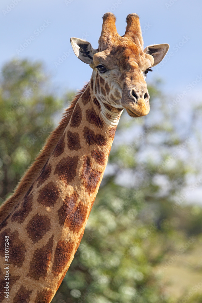 Giraffe (Giraffa camelopardalis)