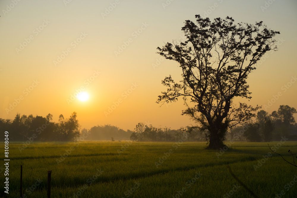 The Rice field in moring