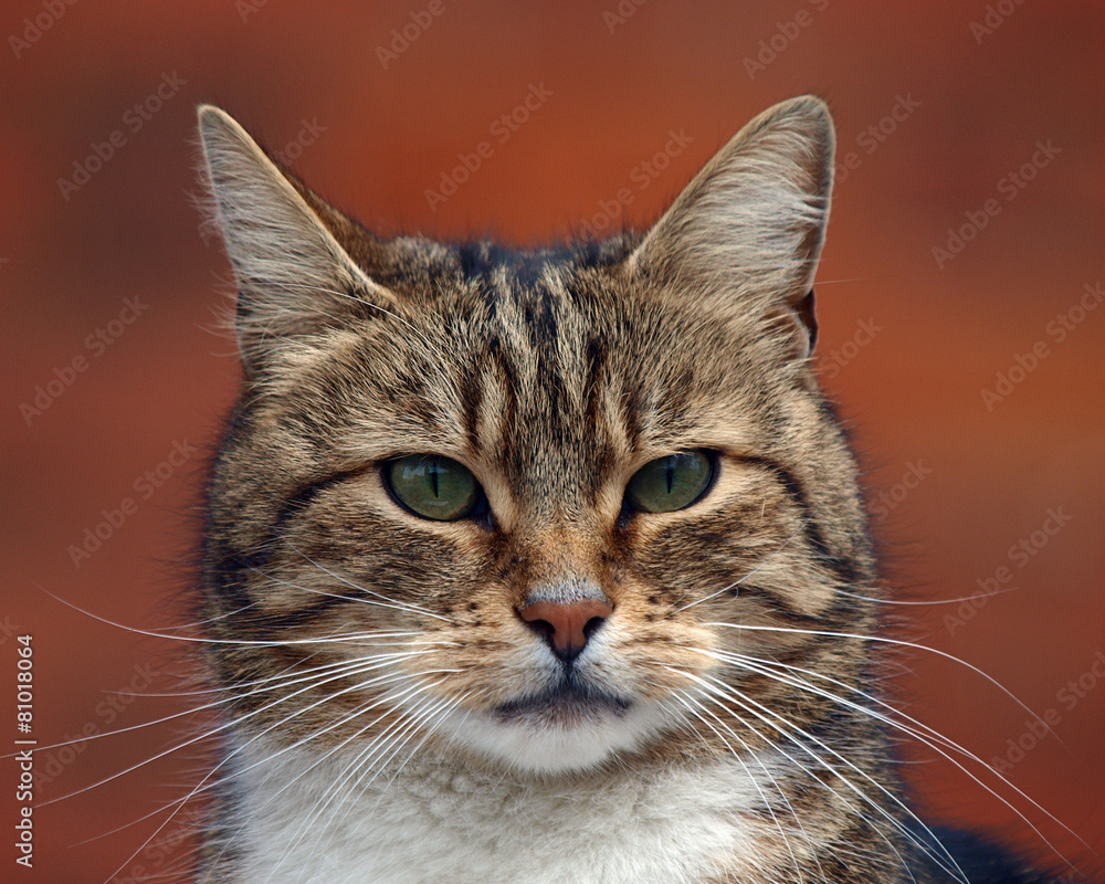 Cat Cat