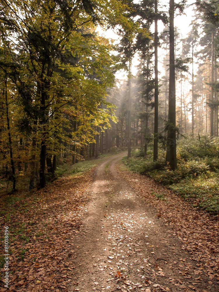 Misty sunbeams in an austrian forest