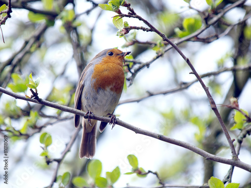 Robin