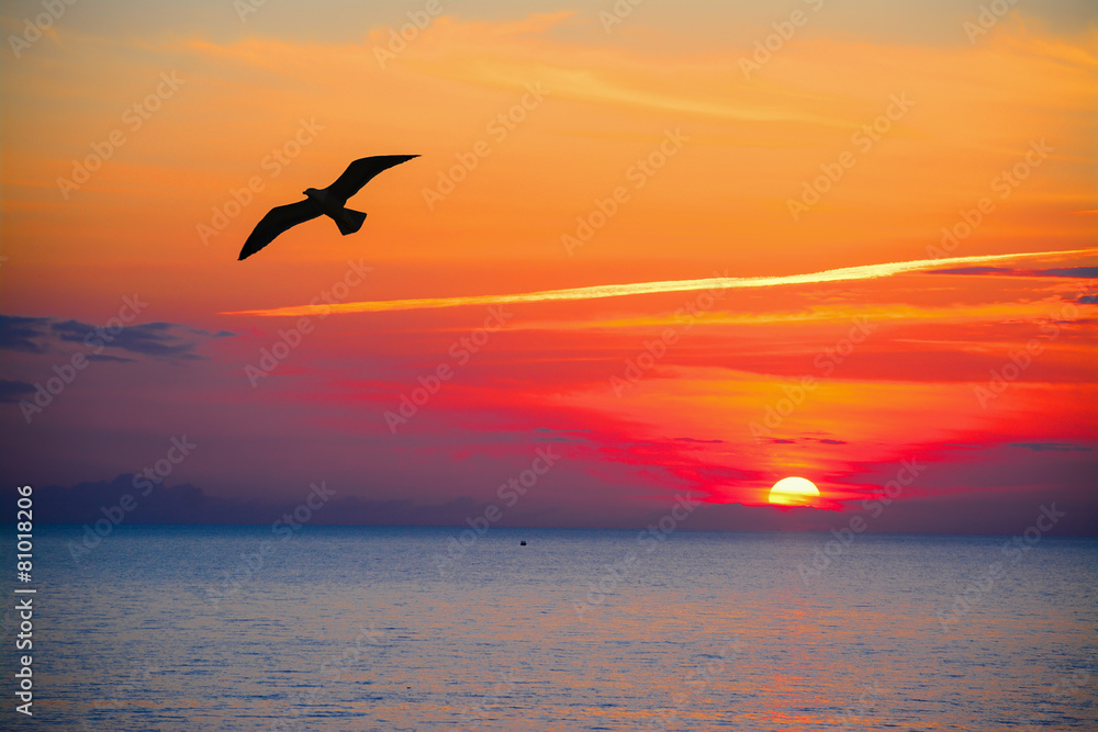 seagull silhouette in an orange sky