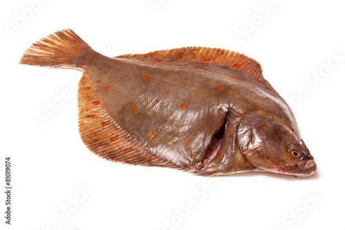 Fototapet Plaice fish isolated on a white studio background.