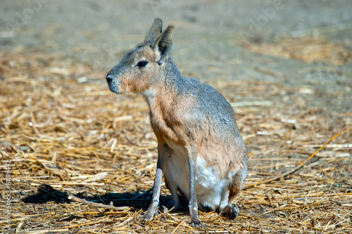 patagonian mara photo