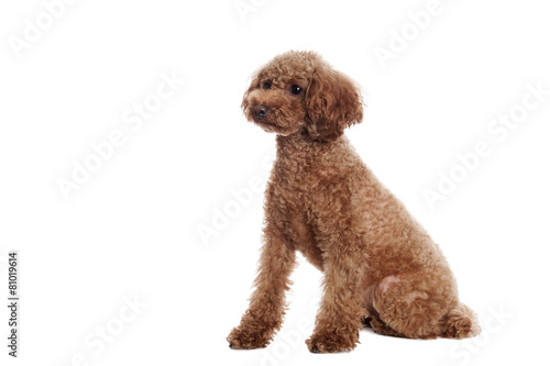 Pretty Poodle in front of white Background