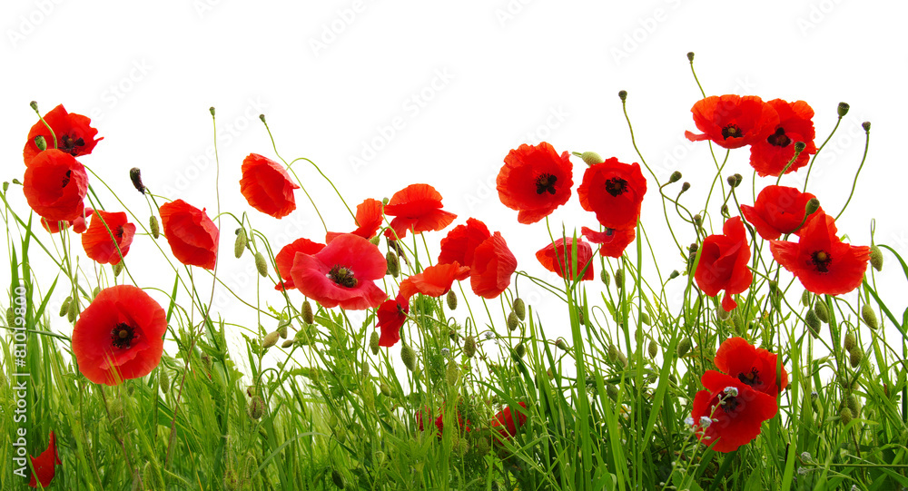 Fototapeta premium red poppy