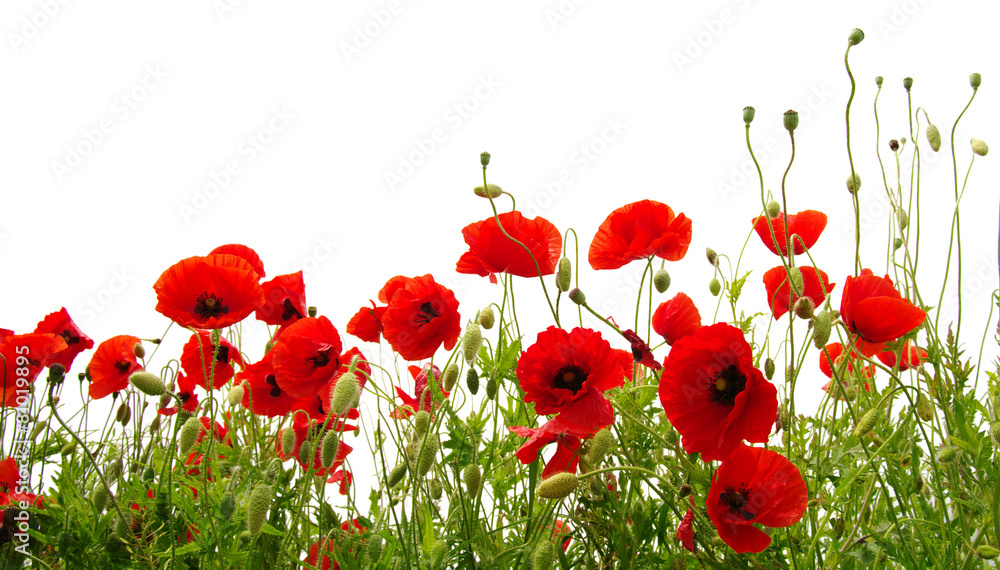 Obraz premium Czerwony mak