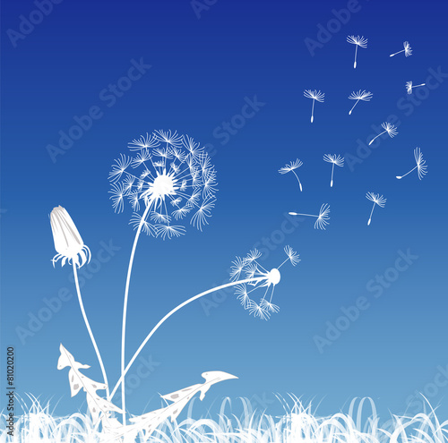 White dandelions on a blue background