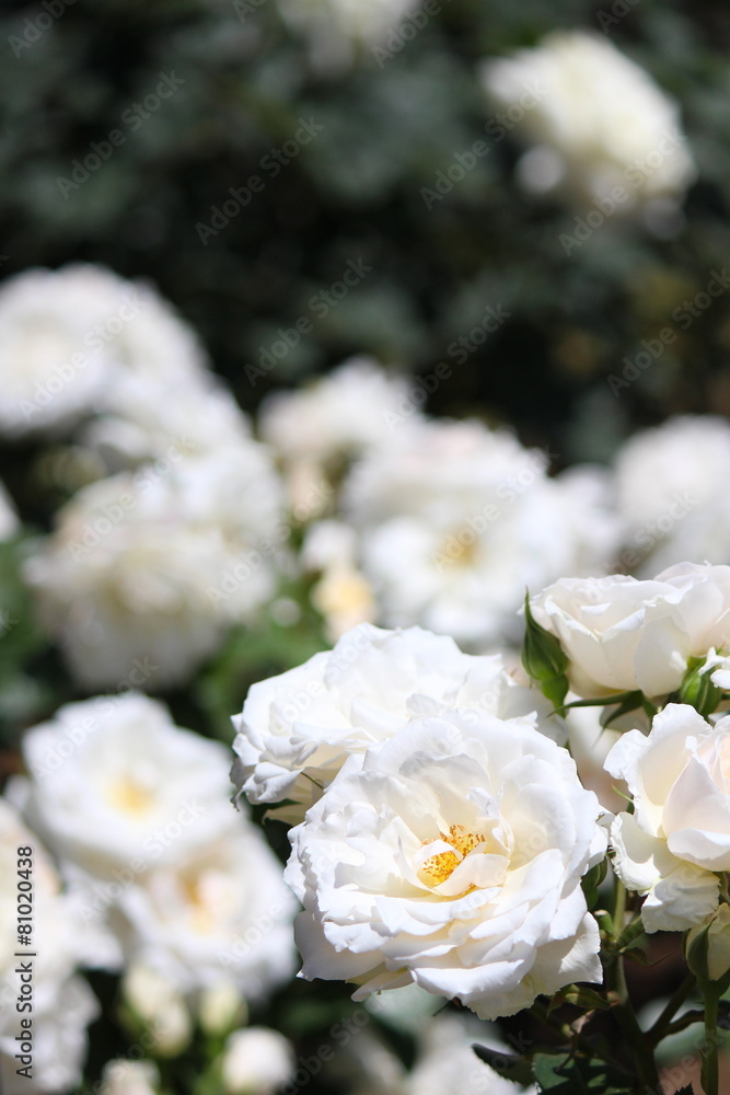 Obraz premium 旧古河庭園のバラ プリンスオブウェールズ（品種名は故ダイアナ元妃の英国肺病基金の活動に対し、英国女王が名付けることを許可した）