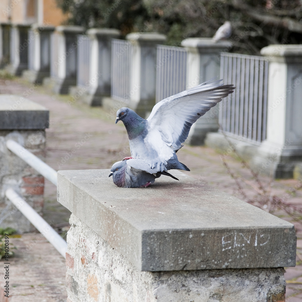 Obraz premium Love story between pigeons