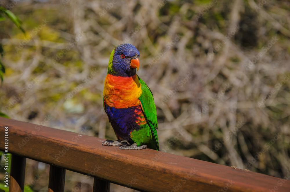 Naklejka premium Rainbow Lorikeet, Australien
