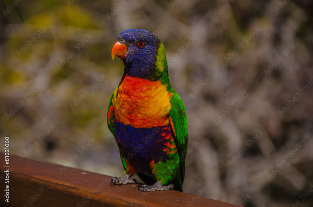 Rainbow Lorikeet im Springbrook National Park, Australien