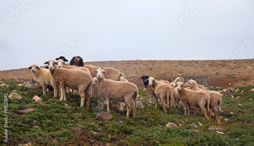 sheep on Fuertevetura