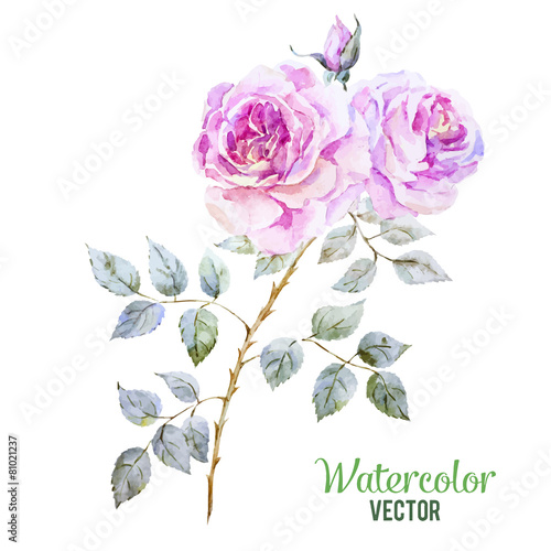 Gentle roses
