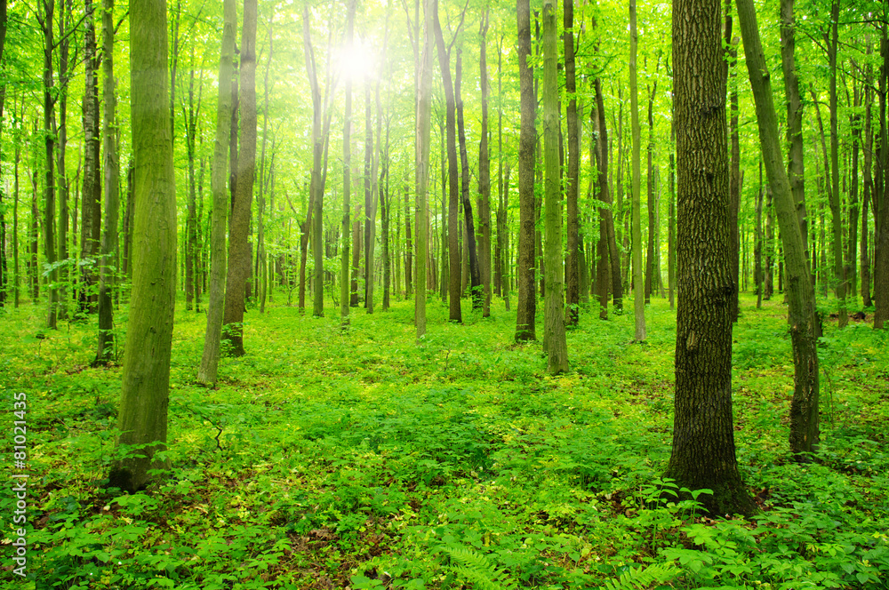 sunlight forest sunlight forest