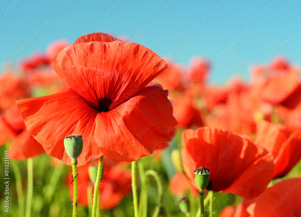 Beautiful poppies bloom amidst poppy fields in pastel colors Beautiful poppies bloom amidst poppy fields in pastel colors
