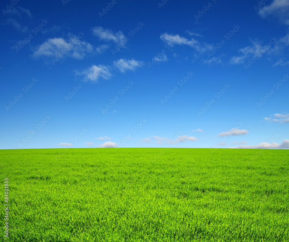 field field