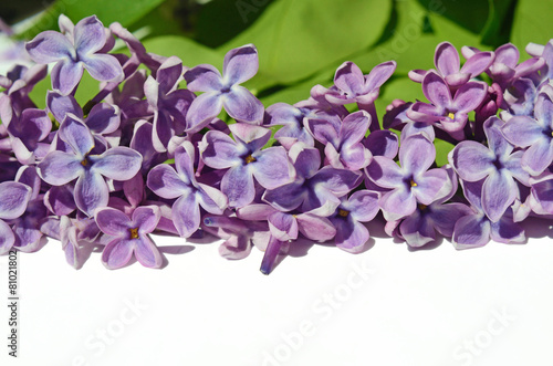 Blossom lilac flowers with place for label