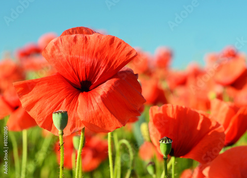 Beautiful poppies bloom amidst poppy fields in pastel colors