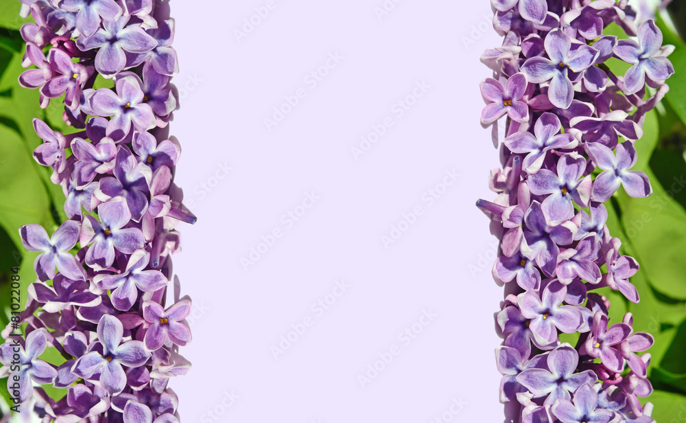 Frame for pictures with lilac flowers