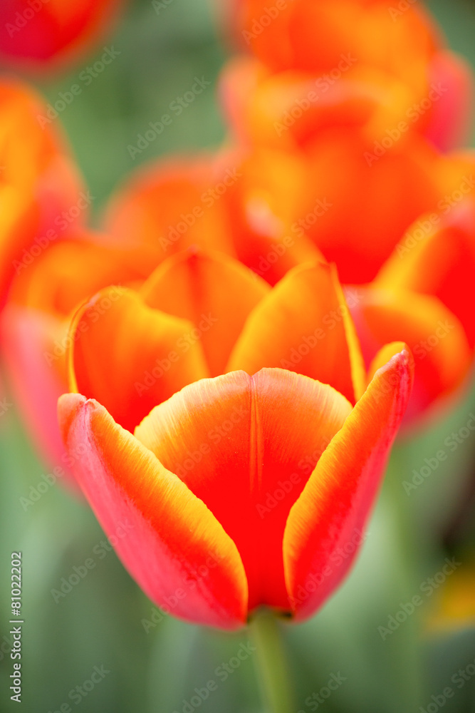 Naklejka premium チューリップ畑