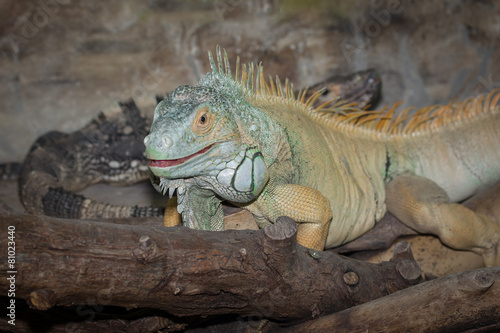 Green iguana