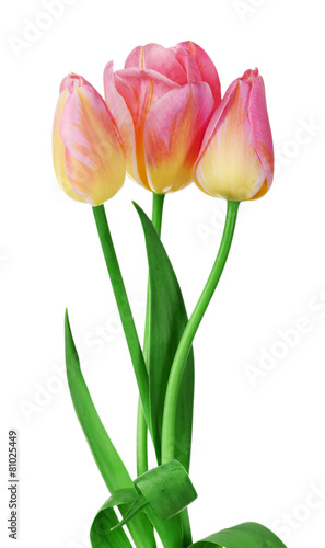 Fototapeta Naklejka Na Ścianę i Meble -  Color tulips isolated on white