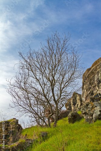 tree - rocks and sky blue