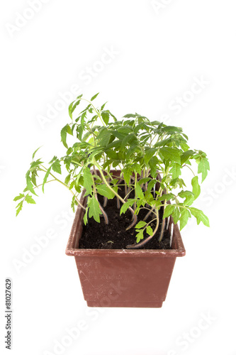 Tomato seedlings in a box on a light background. Shallow depth o