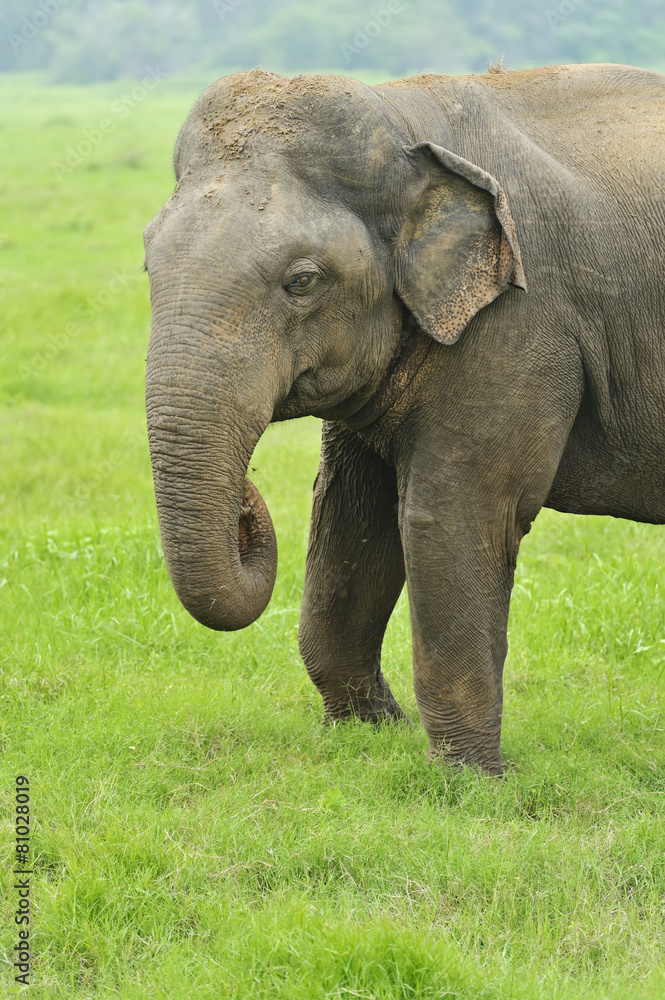 Fototapeta premium Elephant
