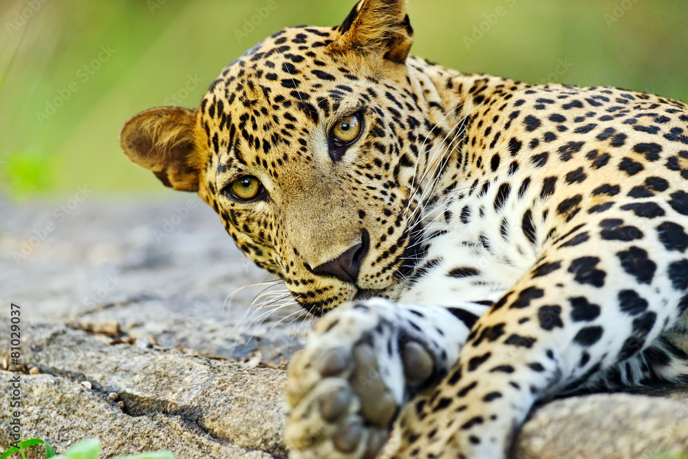 Leopard