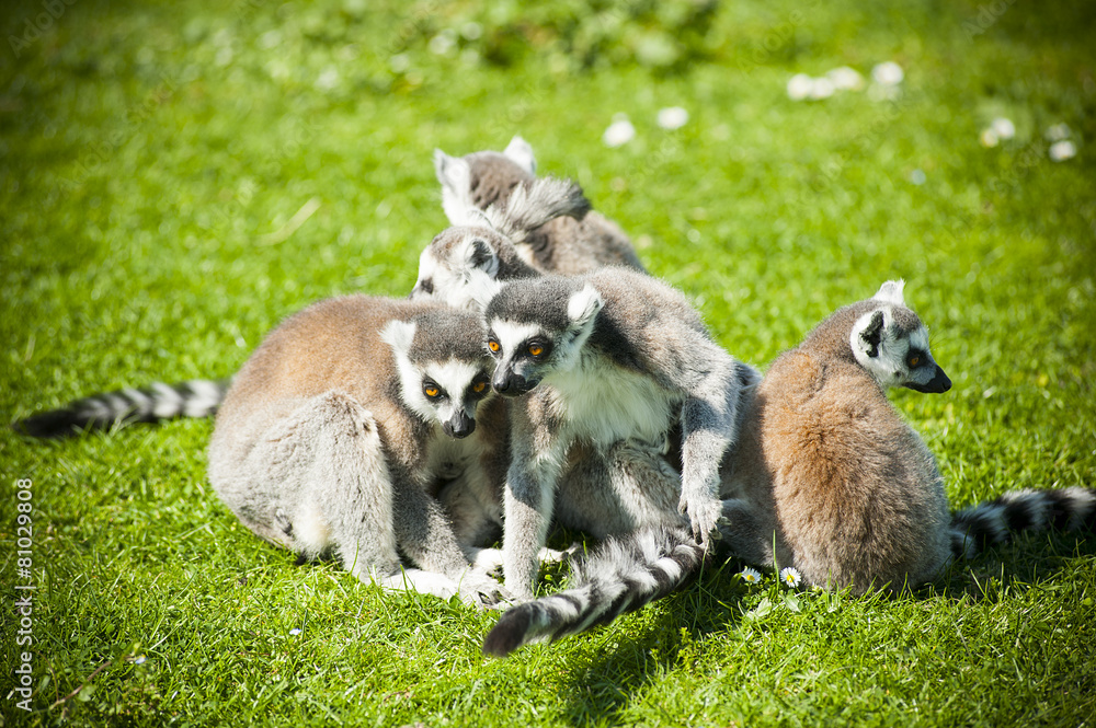 Fototapeta premium Lemurs