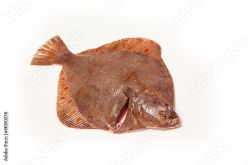 Fotografie, Tablou Plaice fish isolated on a white studio background.
