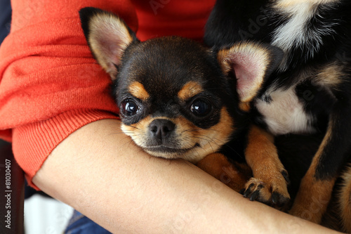 Fototapeta Naklejka Na Ścianę i Meble -  Cute chihuahua puppies on female hands, closeup