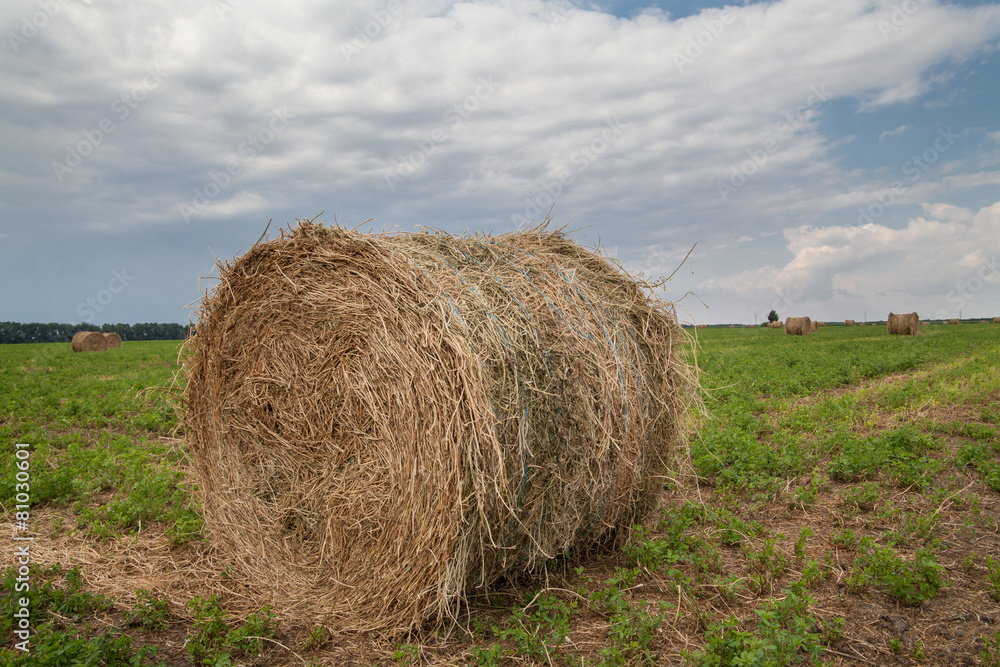 Round bales of straw on green field