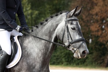 Sierkussen Paardrijden Grijs sportpaard in showarena  © virgonira