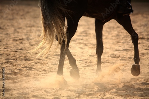 Trotting away horse legs close up © virgonira