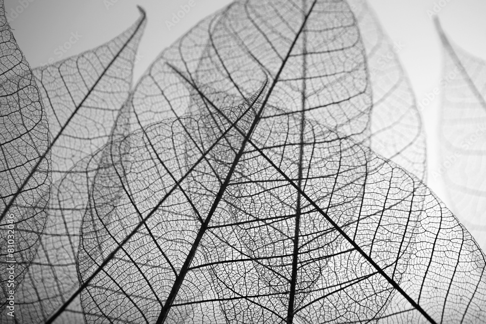 Skeleton leaves on grey background, close up - obrazy, fototapety, plakaty 