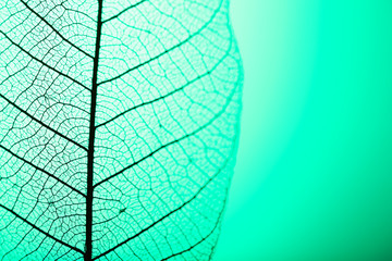 Papier peint photo Nervures de feuilles Skeleton leaf on green background, close up  © Africa Studio